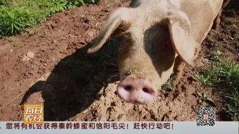 绑猪的图片,传统农耕文化的独特印记