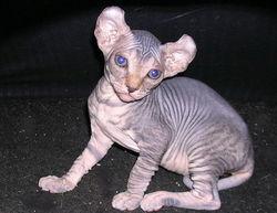 精灵猫资料,探寻神秘生物的奇幻之旅